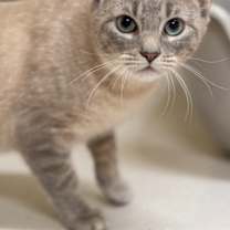 Thumbnail photo of Koki -  OF106 #2