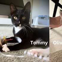 Thumbnail photo of Tommy & Oliver - Bonded Male Teenagers #1