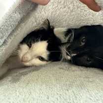 Thumbnail photo of Tommy & Oliver - Bonded Male Teenagers #2