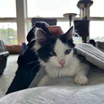 Thumbnail photo of Tommy & Oliver - Bonded Male Teenagers #3