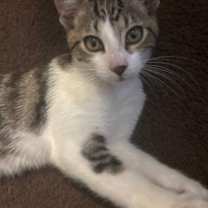 Thumbnail photo of Robi #1