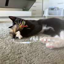 Thumbnail photo of Tommy & Oliver - Bonded Male Teenagers #4