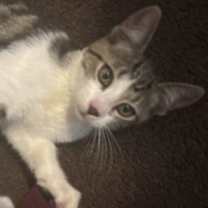 Thumbnail photo of Robi #2