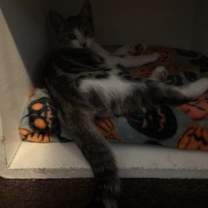 Thumbnail photo of Robi #3