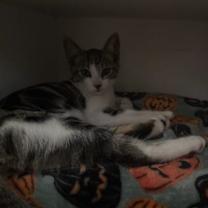 Thumbnail photo of Robi #4