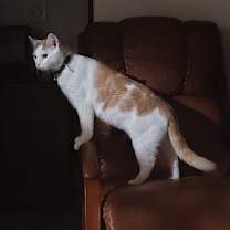 Thumbnail photo of Arson #1