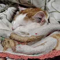 Thumbnail photo of Arson #2