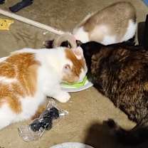 Thumbnail photo of Arson #3