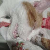 Thumbnail photo of Arson #4