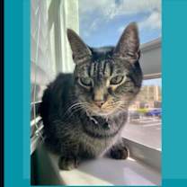 Thumbnail photo of Bam Bam #1