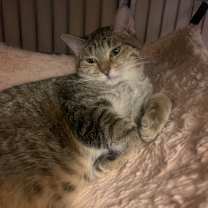 Thumbnail photo of Gizmo #1