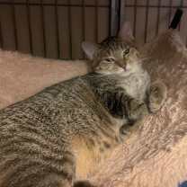 Thumbnail photo of Gizmo #2