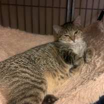 Thumbnail photo of Gizmo #3