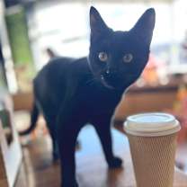 Thumbnail photo of Onyx Estep #1