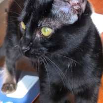 Thumbnail photo of Onyx Estep #2