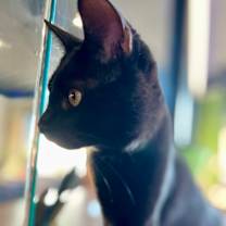 Thumbnail photo of Onyx Estep #3