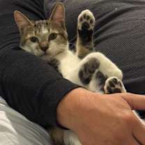 Thumbnail photo of Maxwell #1