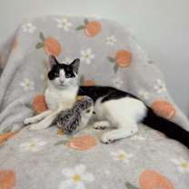 Thumbnail photo of FRIDA #2