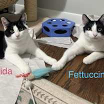 Thumbnail photo of FRIDA #3