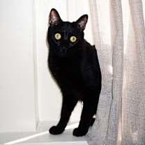 Thumbnail photo of Flynn Rider #2