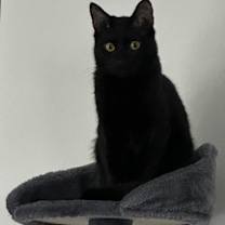 Thumbnail photo of Flynn Rider #3