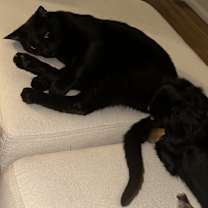 Thumbnail photo of Flynn Rider #4