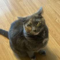 Thumbnail photo of Ivy #1