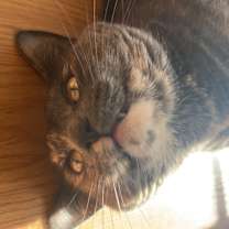 Thumbnail photo of Ivy #2