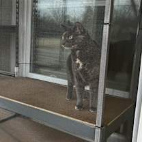 Thumbnail photo of Ivy #3