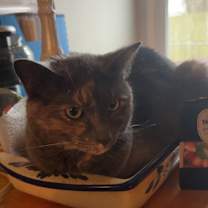 Thumbnail photo of Ivy #4