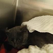 Thumbnail photo of Pabst #1