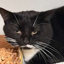 Thumbnail photo of Stuffing #3