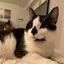 Thumbnail photo of Patchouli #2