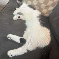 Thumbnail photo of Patchouli #4