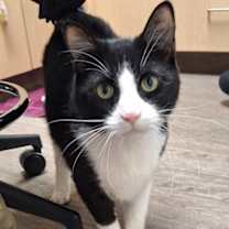 Thumbnail photo of Augustus Lebron #1