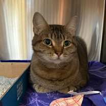 Thumbnail photo of Kale #1