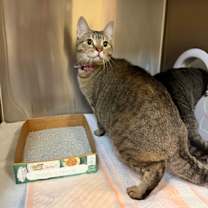 Thumbnail photo of Kale #2