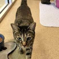 Thumbnail photo of Sophie #3