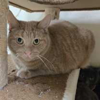 Thumbnail photo of Katniss OF85 #1