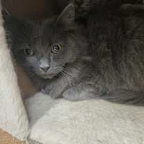 Thumbnail photo of Kalvin OF77 #1