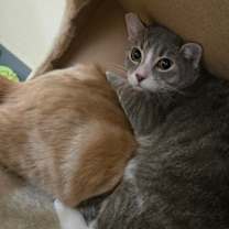 Thumbnail photo of Kayden OF128 #1