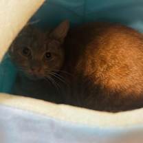 Thumbnail photo of Katniss OF85 #2