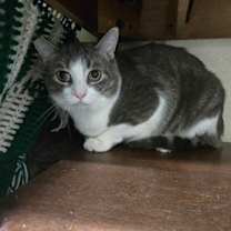 Thumbnail photo of Kasen -Barn Cat OF120 #1