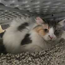 Thumbnail photo of Katya OF122 #1