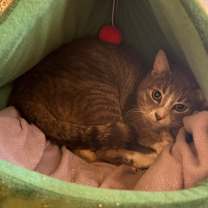 Thumbnail photo of Kayden OF128 #2