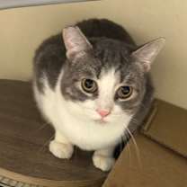 Thumbnail photo of Kasen -Barn Cat OF120 #2