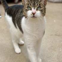 Thumbnail photo of Gizmo #1