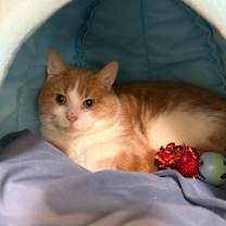 Thumbnail photo of Kuzco OF111 #2