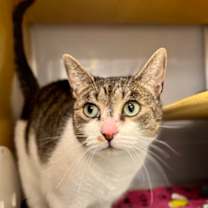 Thumbnail photo of Gizmo #2