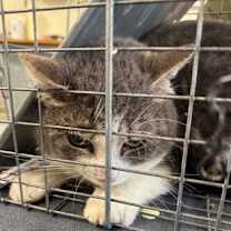 Thumbnail photo of Kasen -Barn Cat OF120 #3